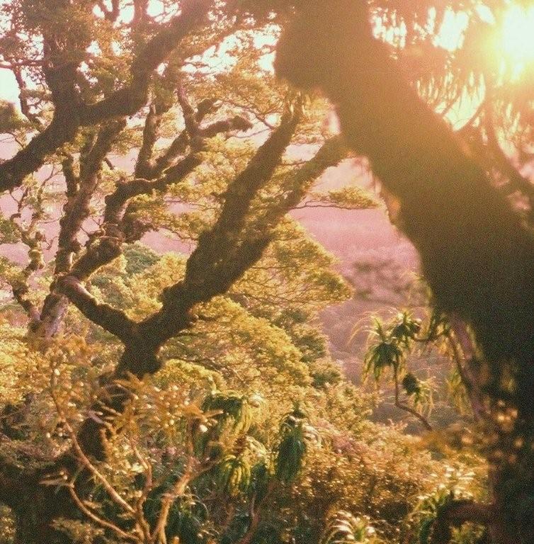 Bush to Salisbury Hut, late summer